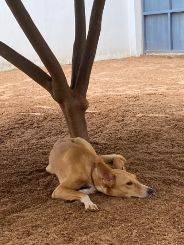 À l’ombre du flamboyant