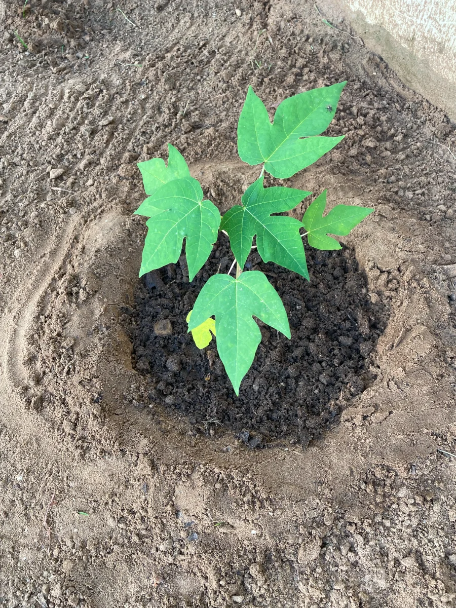 Amendement compost maison d'un jeune papayer