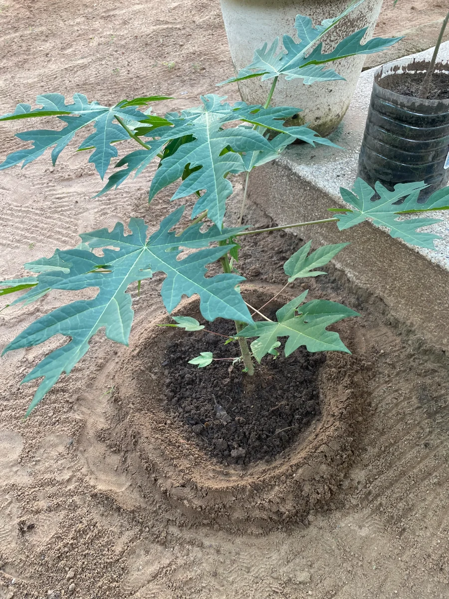 Amendement compost maison d'un jeune papayer