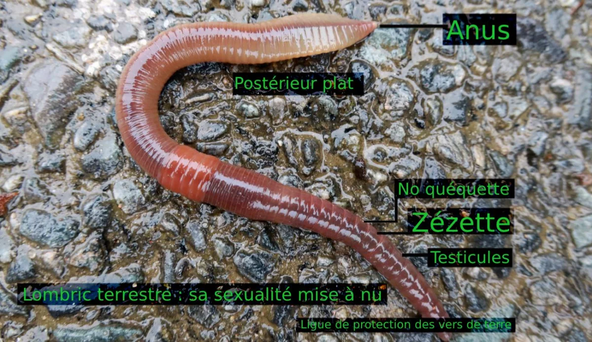 Anatomie du lombric