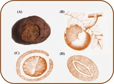 Anatomie fruit/noyau/graine Detarium microcarpum