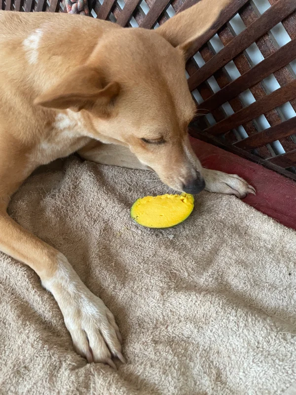 Anti adore les mangues