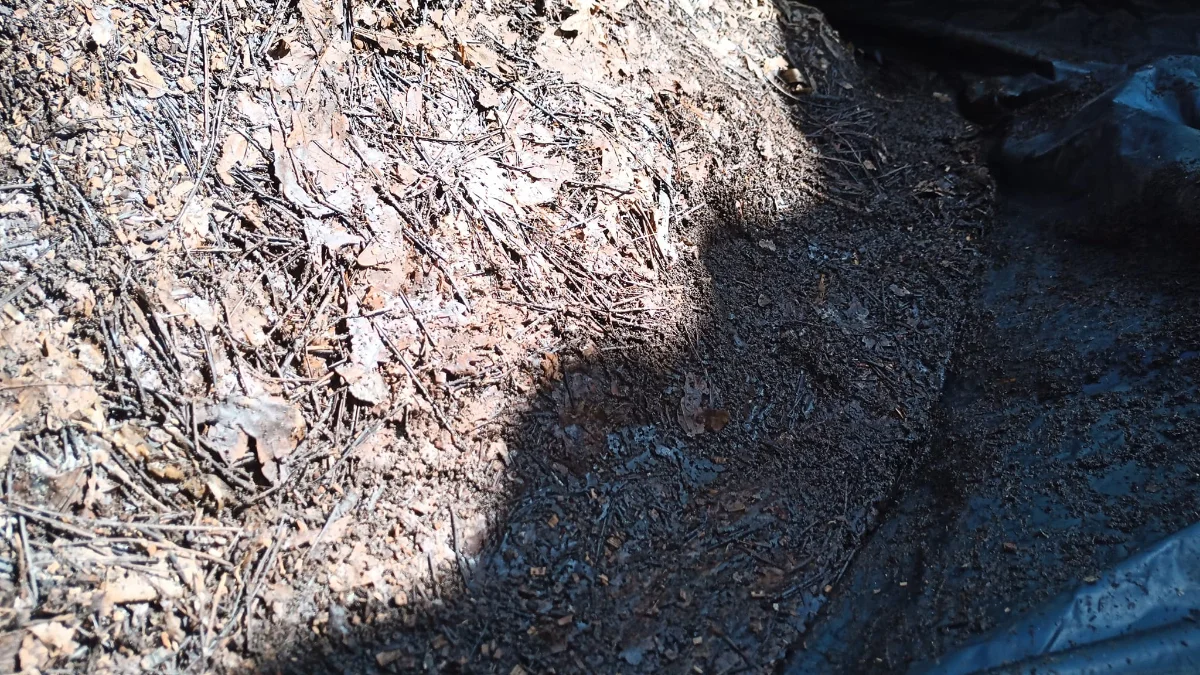 Bokashi méthode ensillage, 8 mois après