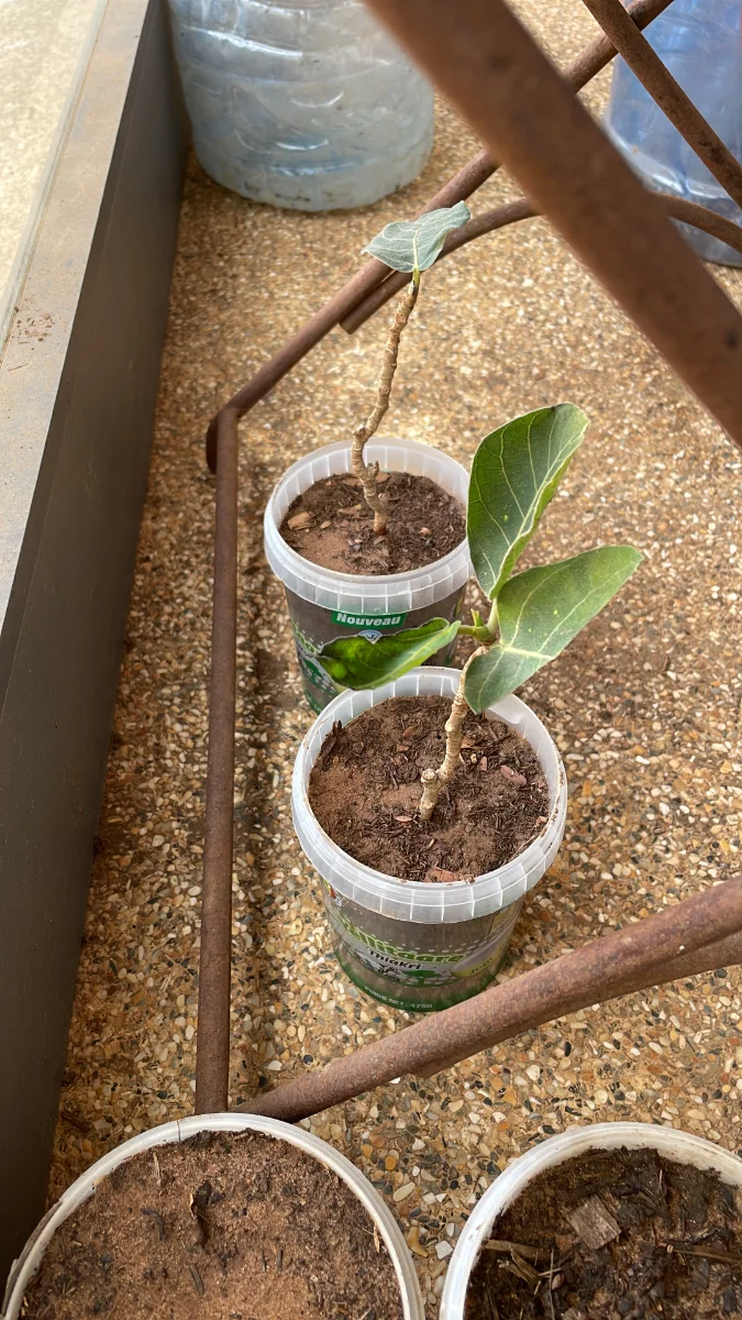 Boutures de Ficus Platyphylla