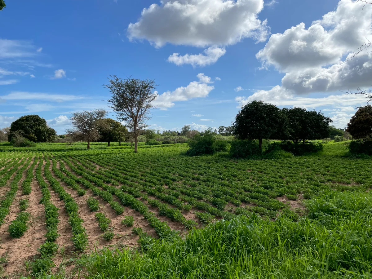 Champ d'arachide, Sénégal, saison 2024