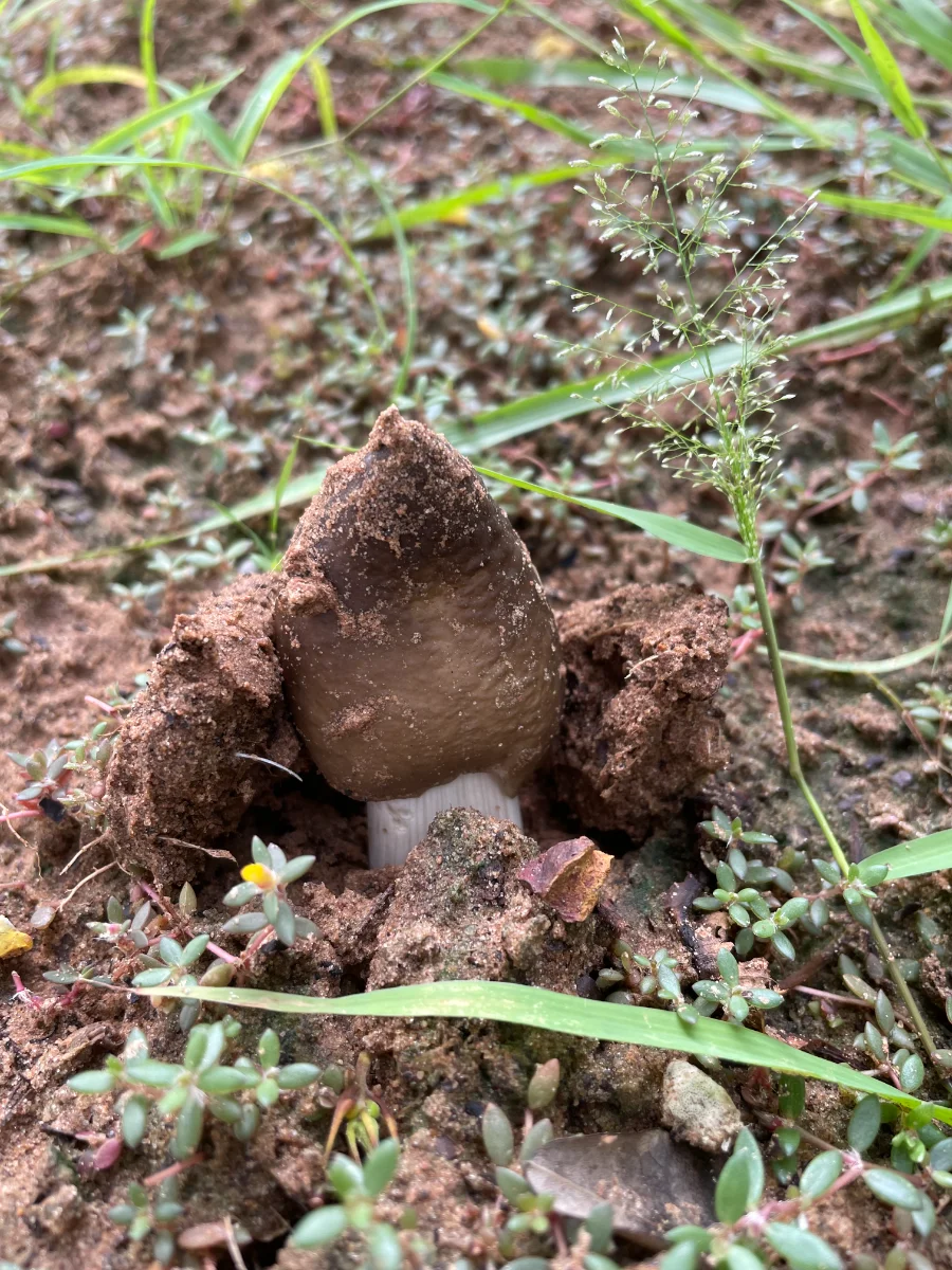 Champignon sort de terre