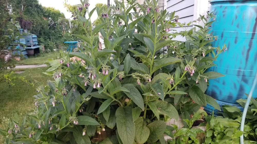 Consoude envahissante, comment faire ?