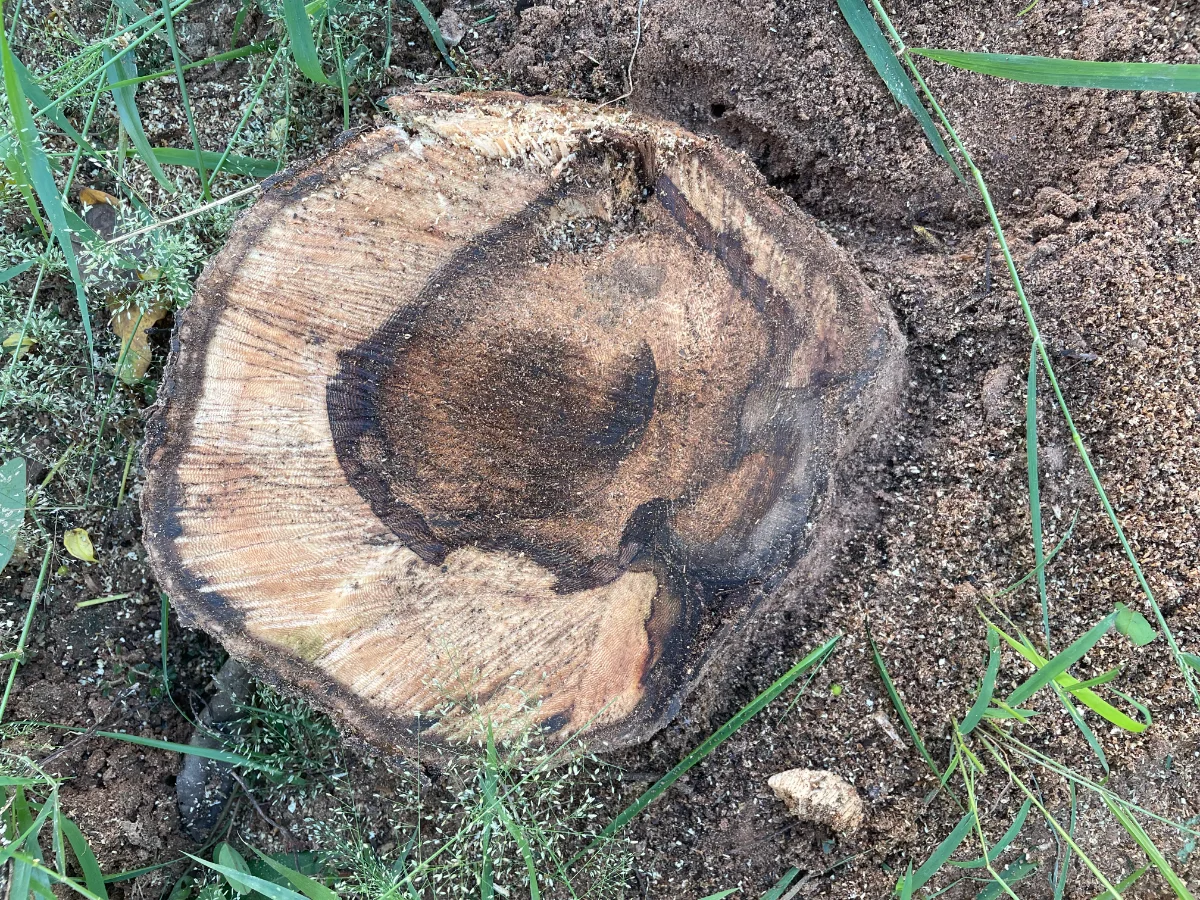 Coupe de l'acacia, souche