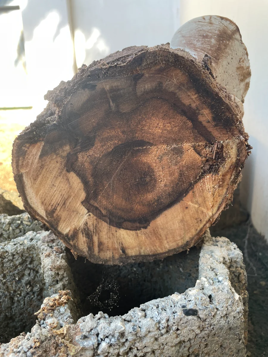 Coupe de l'acacia, tronc