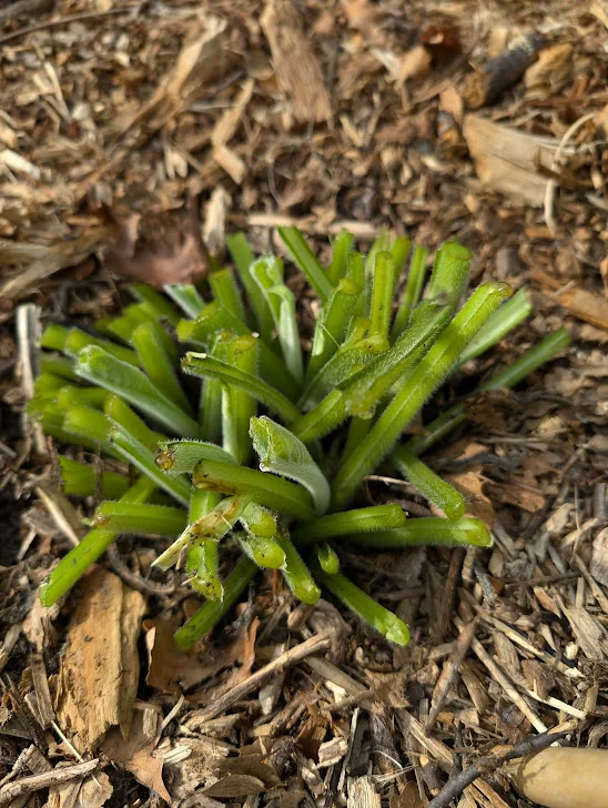 Coupe rase sur plant de consoude bocking 14