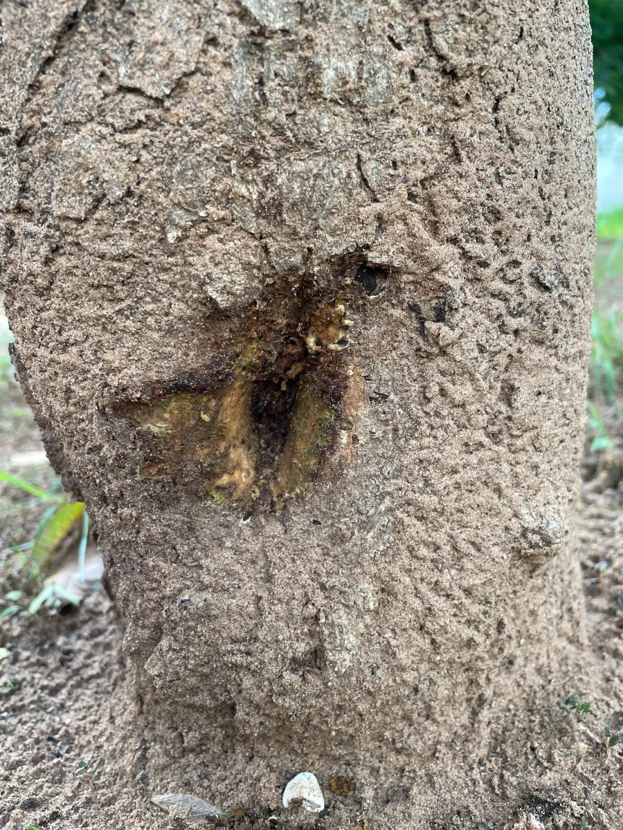 Curetage de l'acacia après champignon parasite