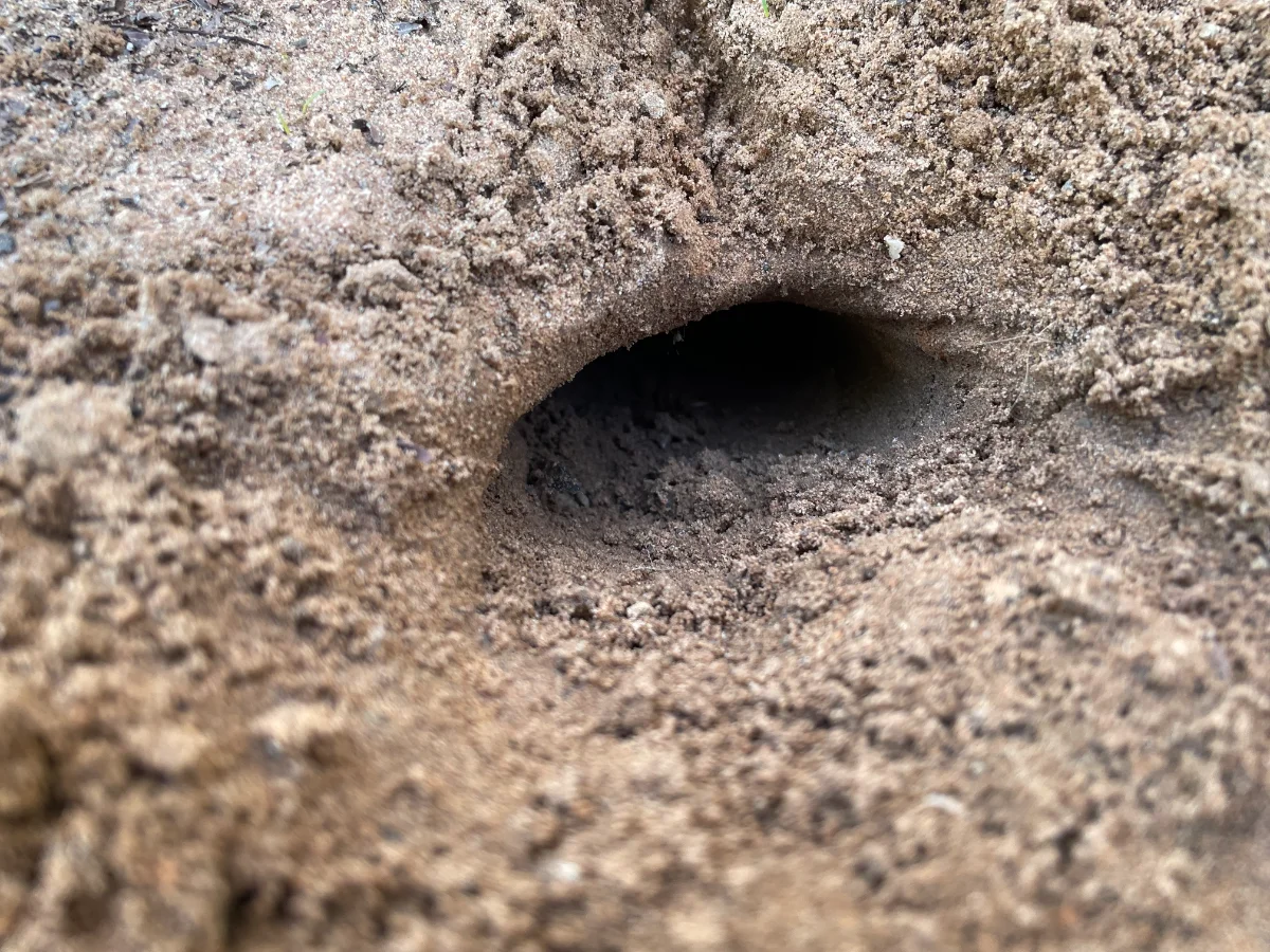 Des trous inexpliqués dans mon jardin