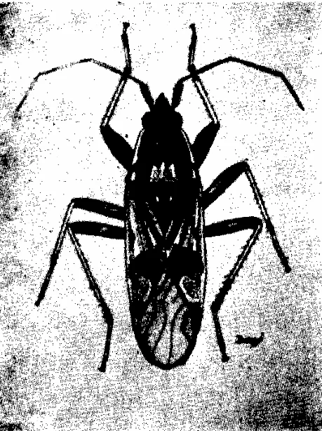 Dieuches armatipes (Walker 1872)