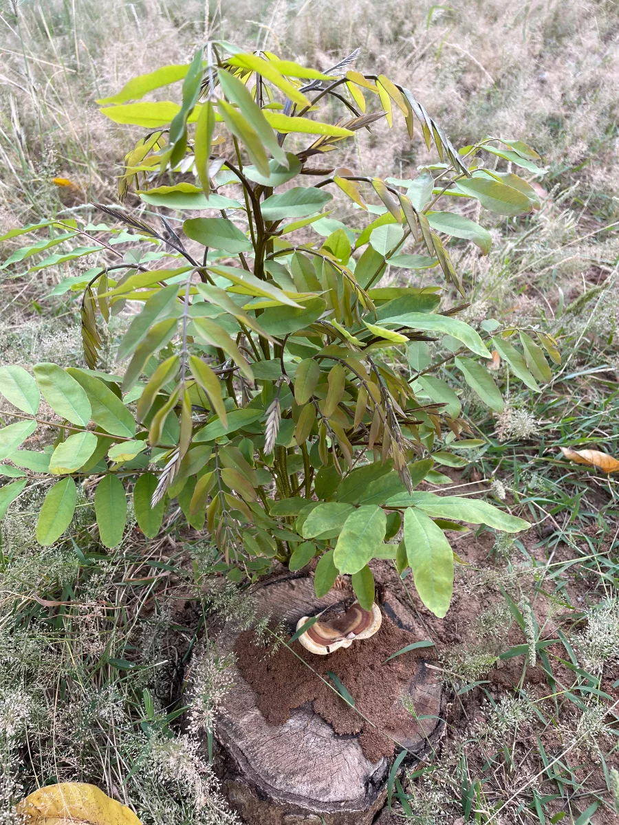 Drageon sur souche d’acacia
