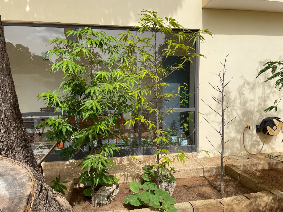 Faux ashoka (Polyalthia longifolia)