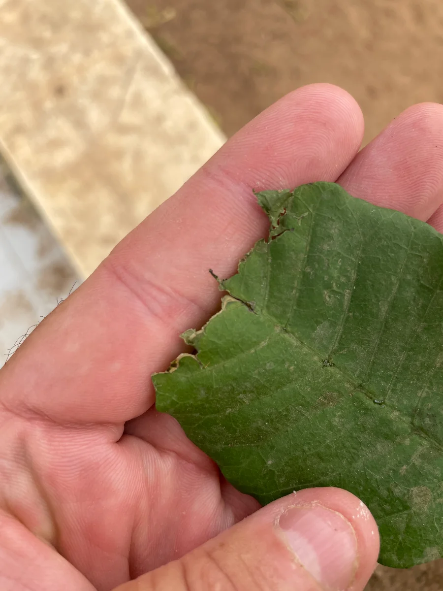 Feuille d'anacardier rongée
