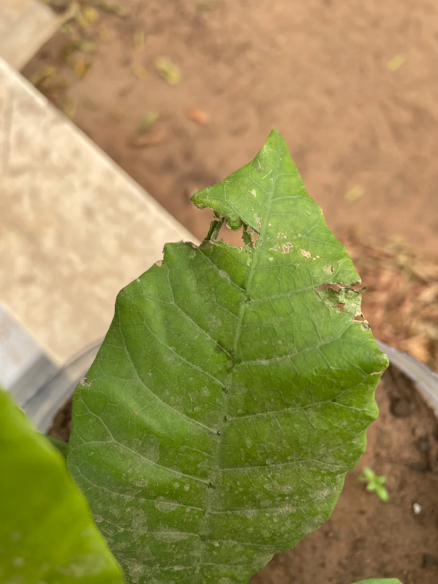 Feuille d'ancardier rongée