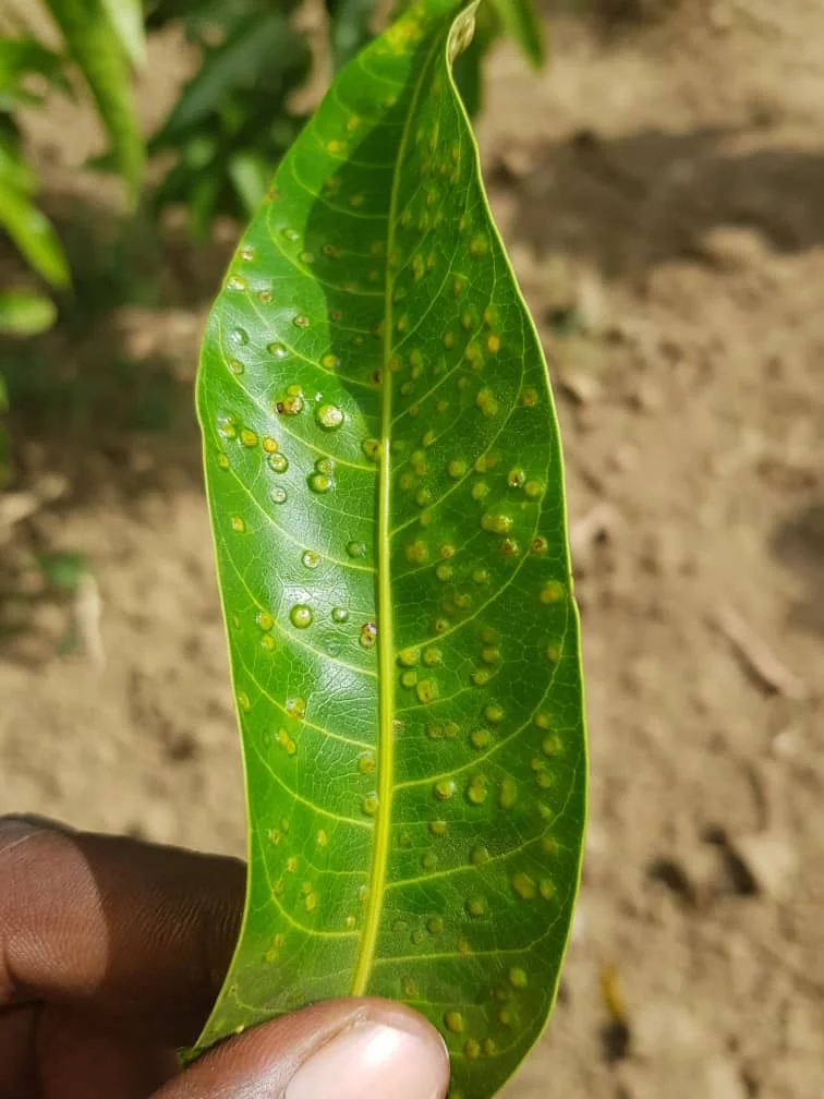 Feuille de manguier attaquée par Procontarinia mangiferae