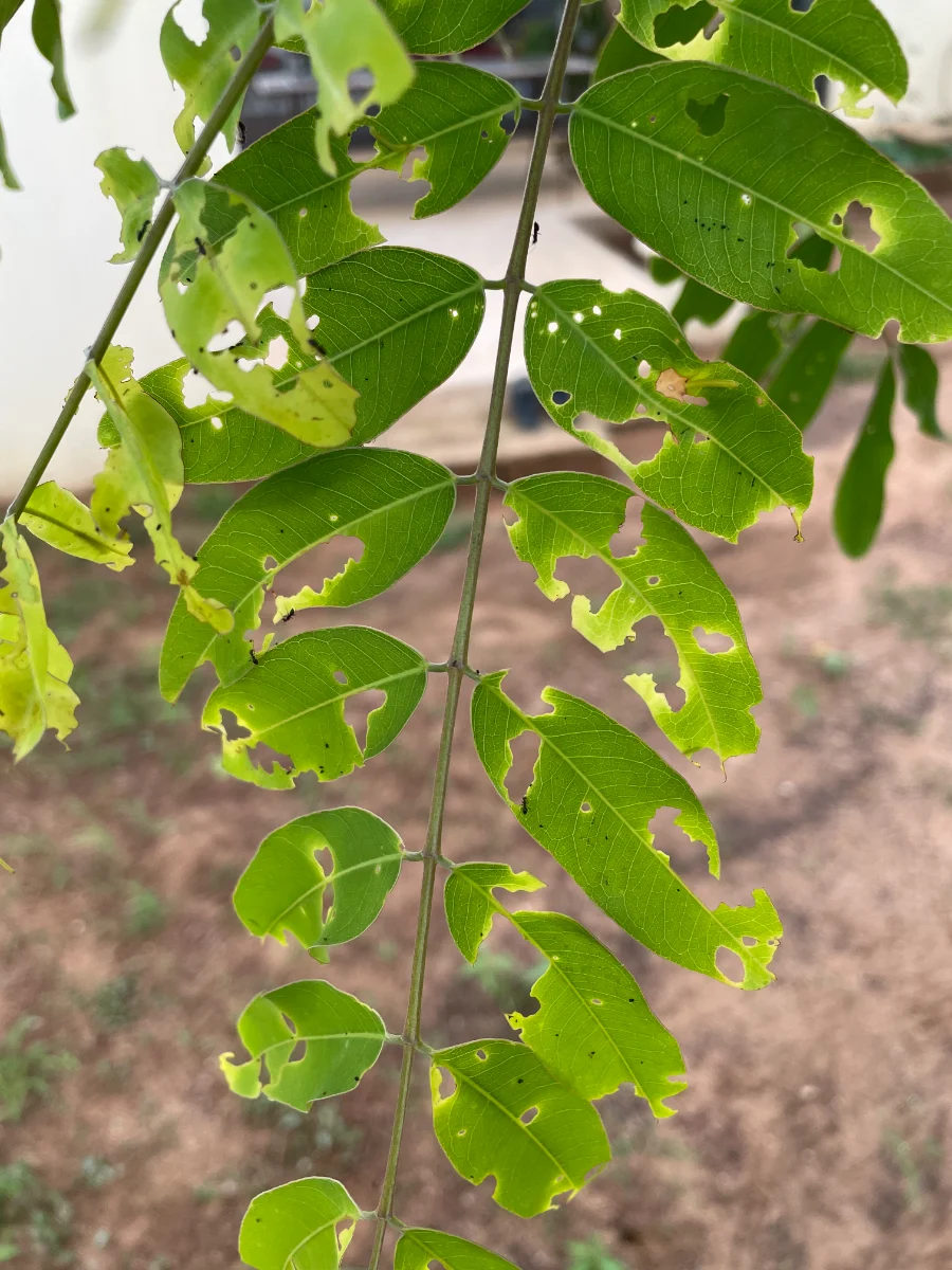 Feuilles d'acacia mangées par des fourmis ?