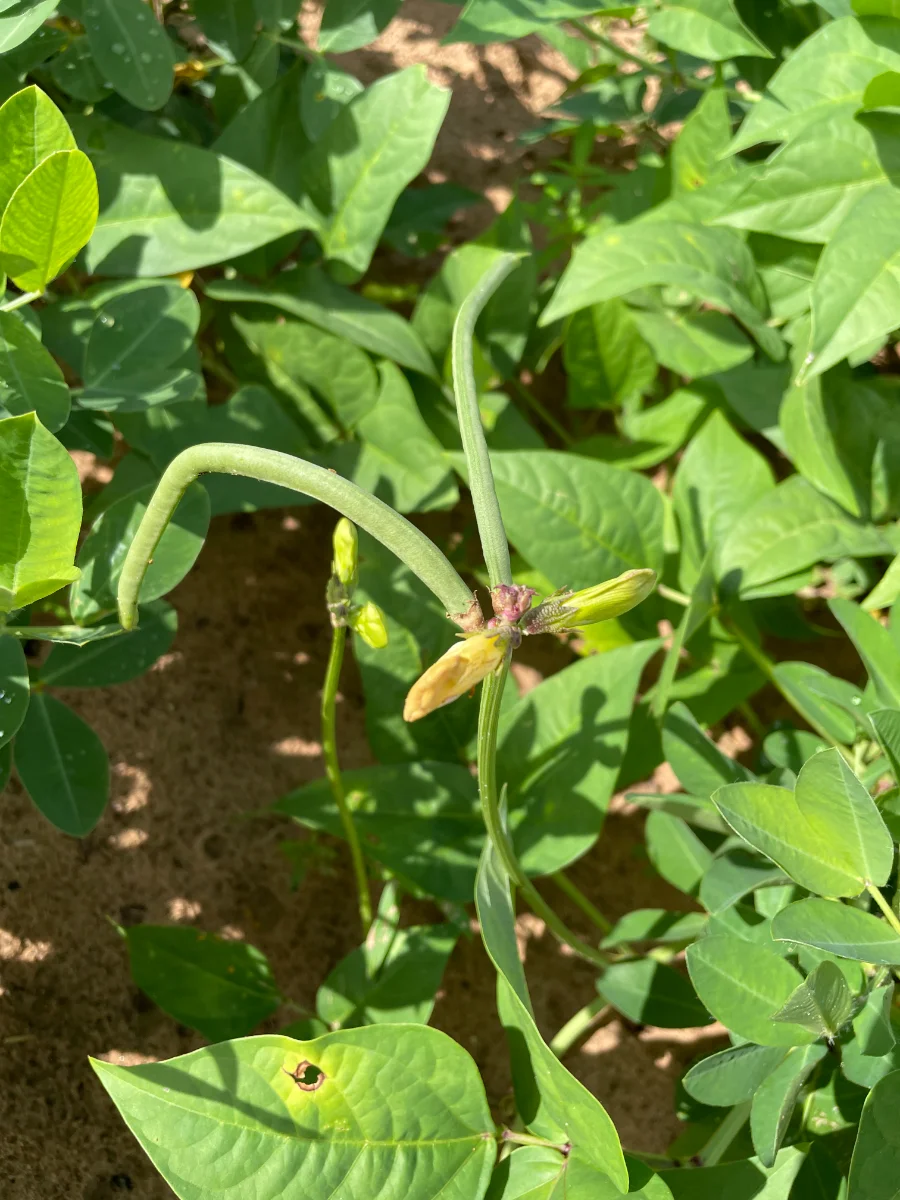 Fleur du haricot "niébé" et 2 jeunes haricots