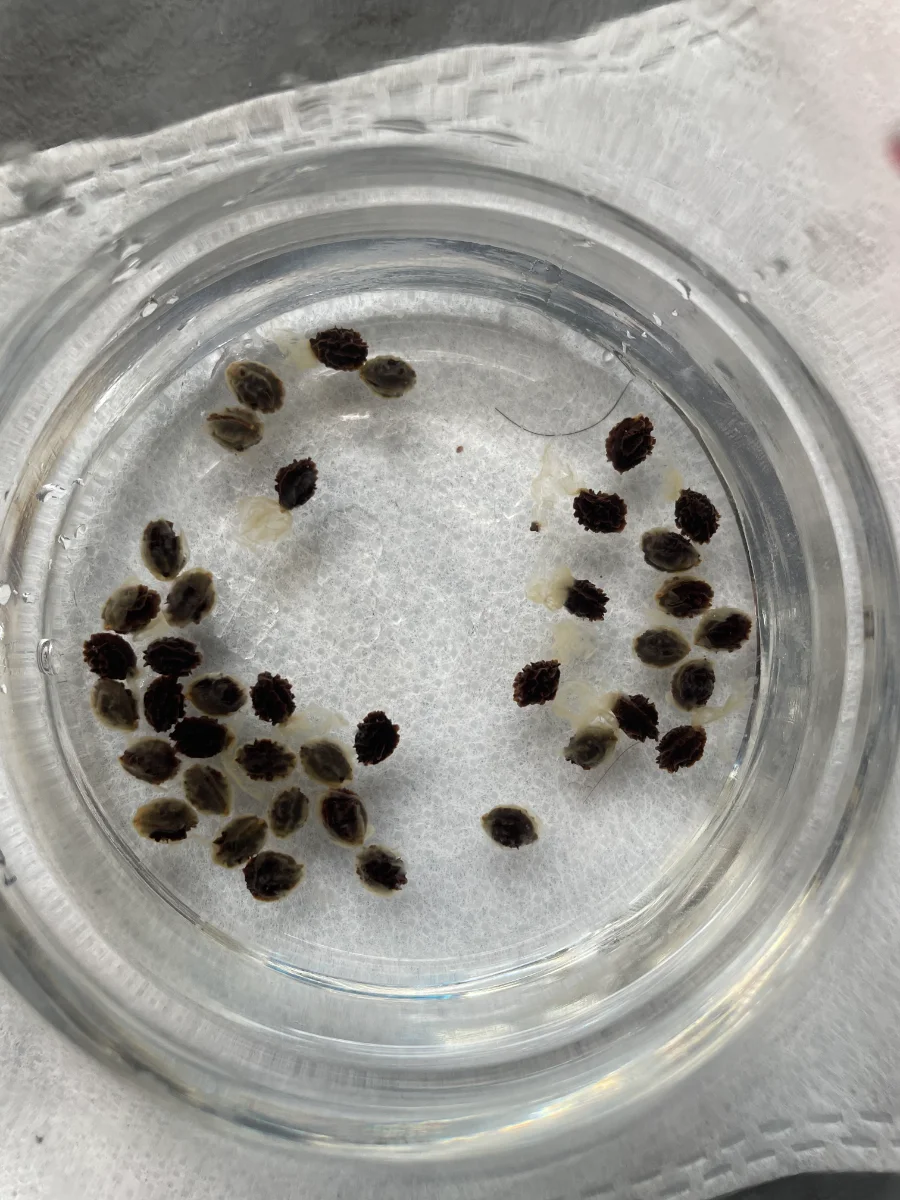 Graines de papaye trempées pendant 24 heures