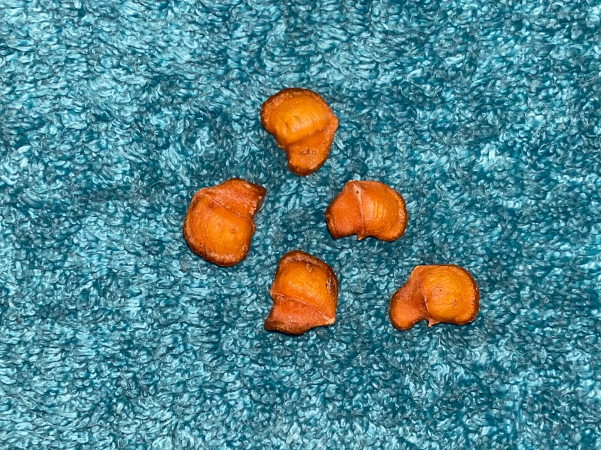 Graines inconnues dans leurs enveloppes