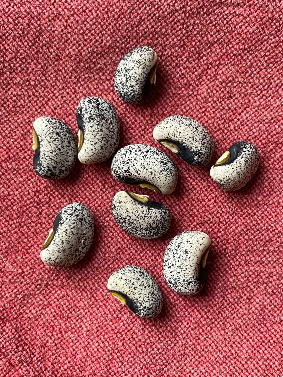 Haricots niébé écossés