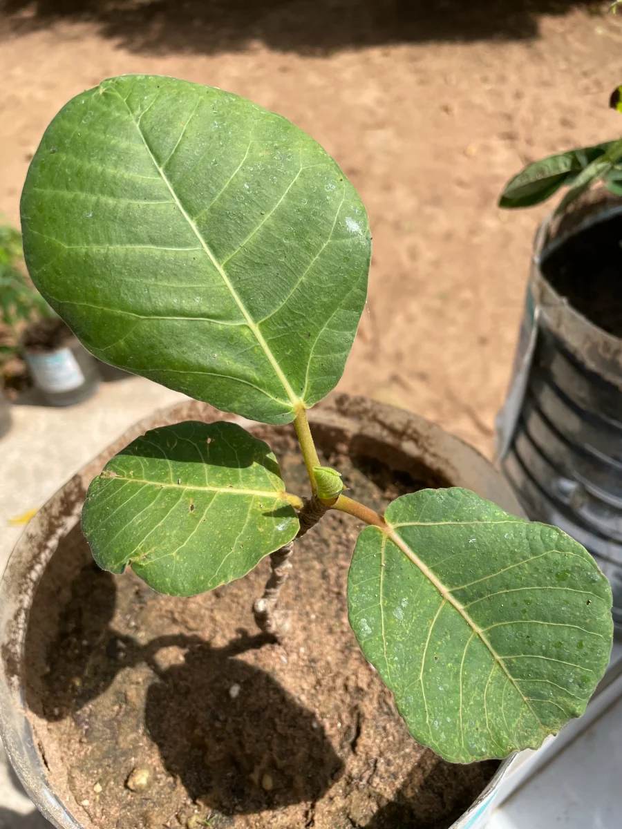 Jeune plant de Ficus Platyphylla