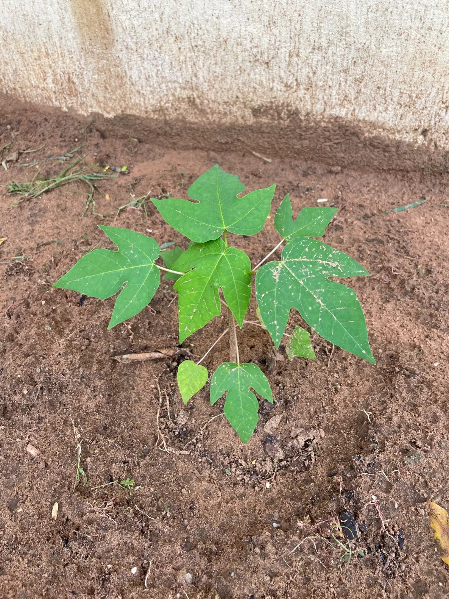 Jeune plant de papayer, pas de compost