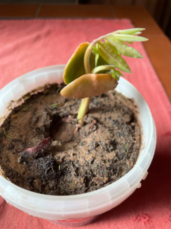 Le fruitier inconnu en pleine forme !