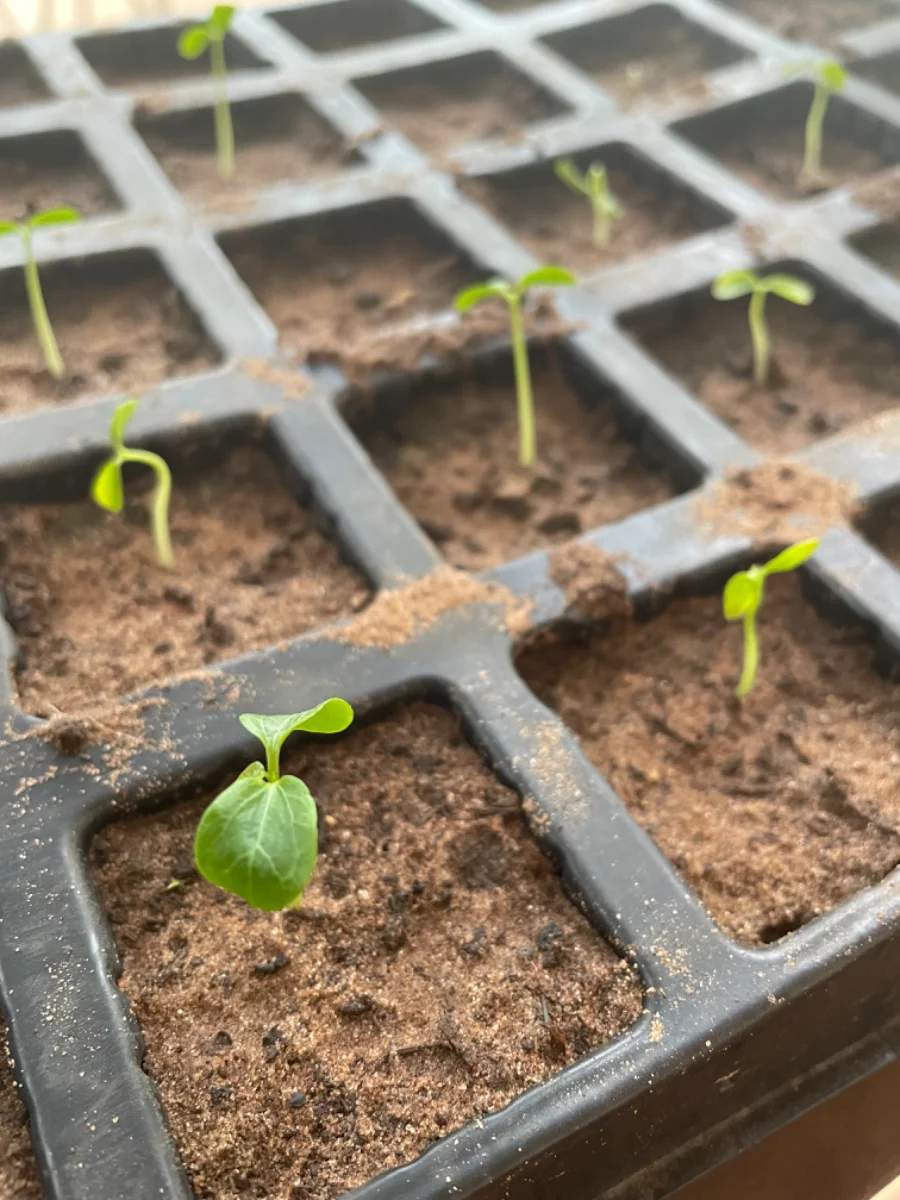 Les graines de papayer ont germé