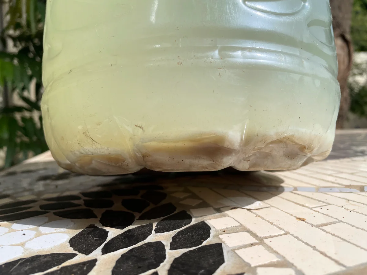 Macération d'ail anti punaises