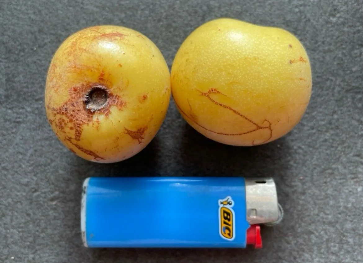 Marula, prunier sauvage, Sénégal