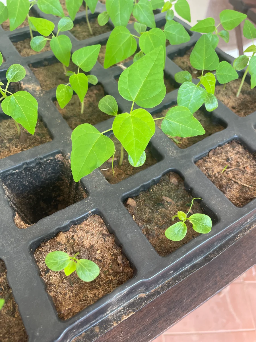 Nouvelles pousses de papayers