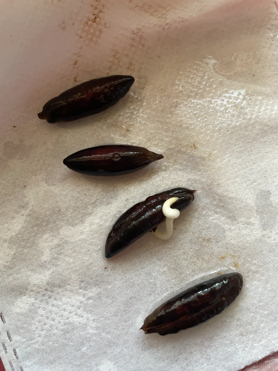 Noyau de datte germé après 4 jours, c'est lent !