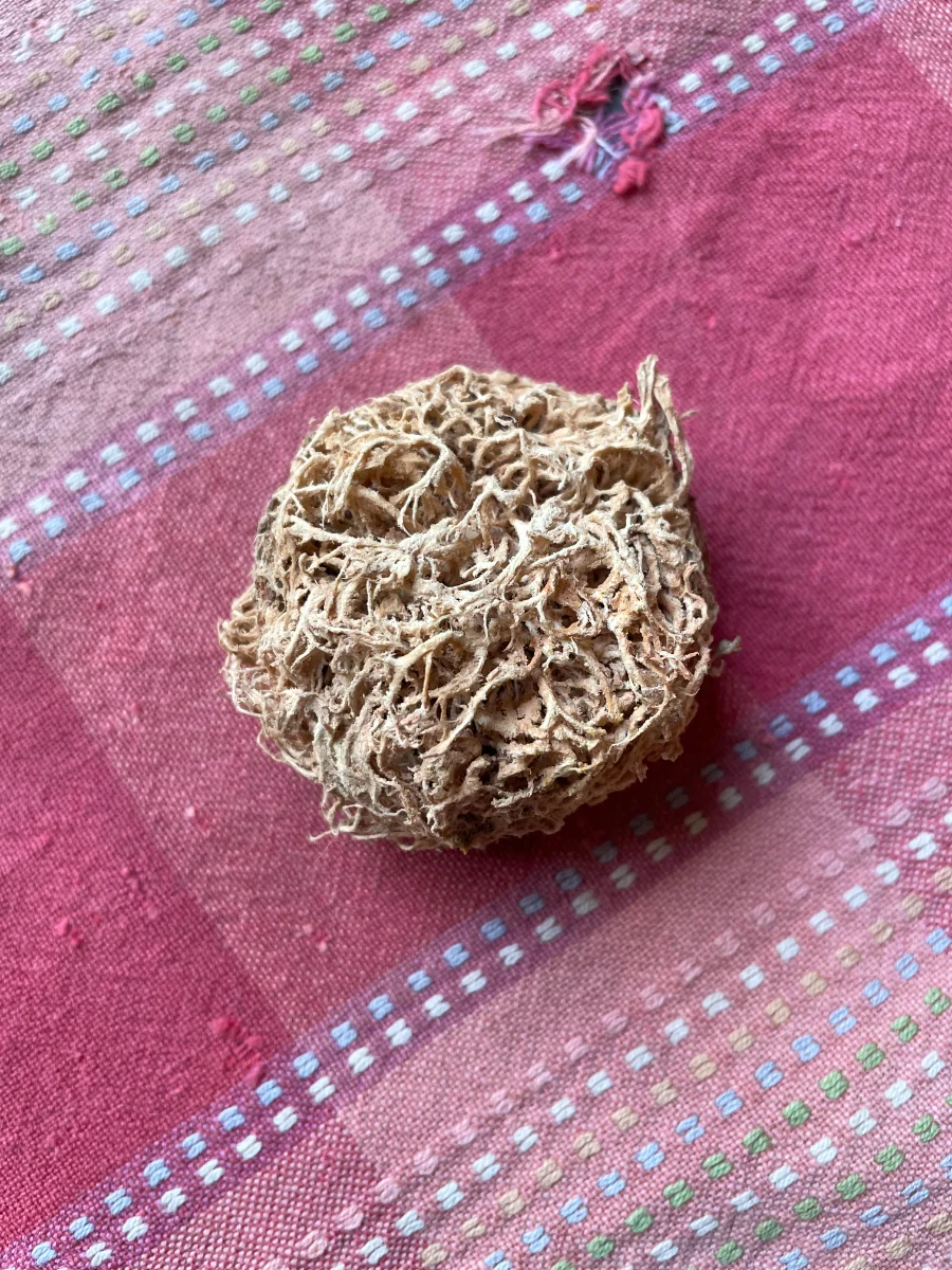 Noyau de ditakh (Detarium senegalense)