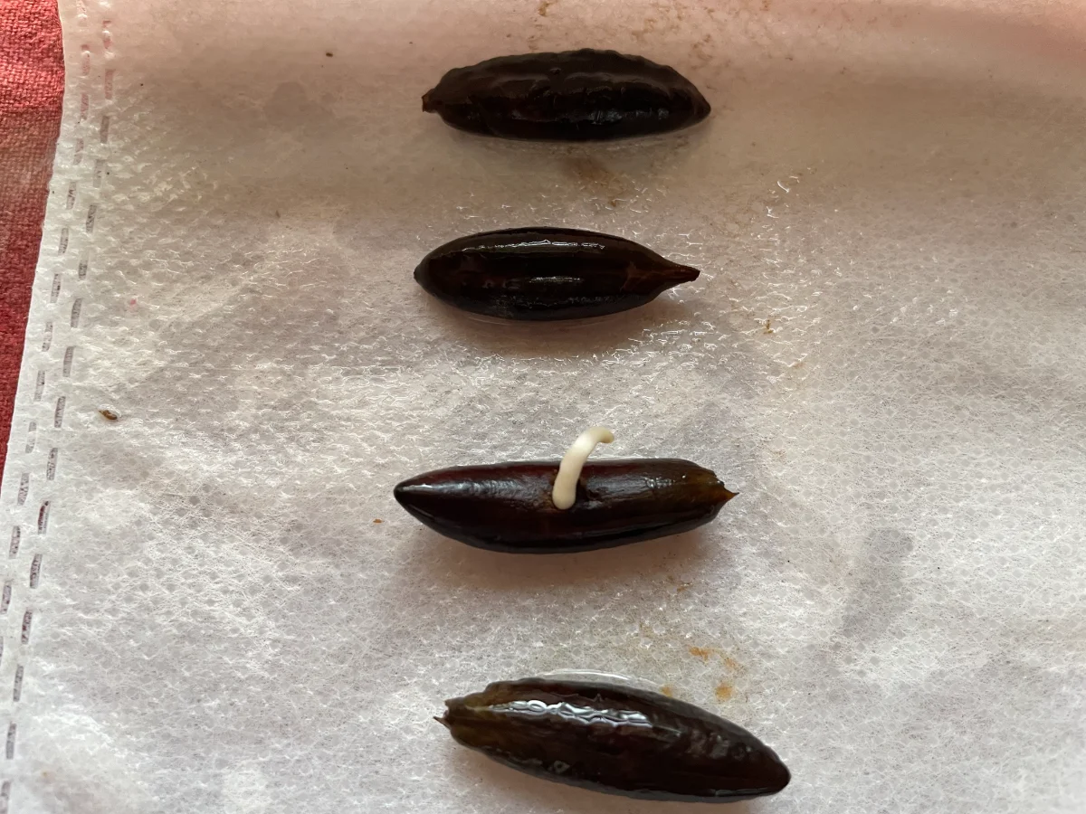 Noyaux de dattes qui germent