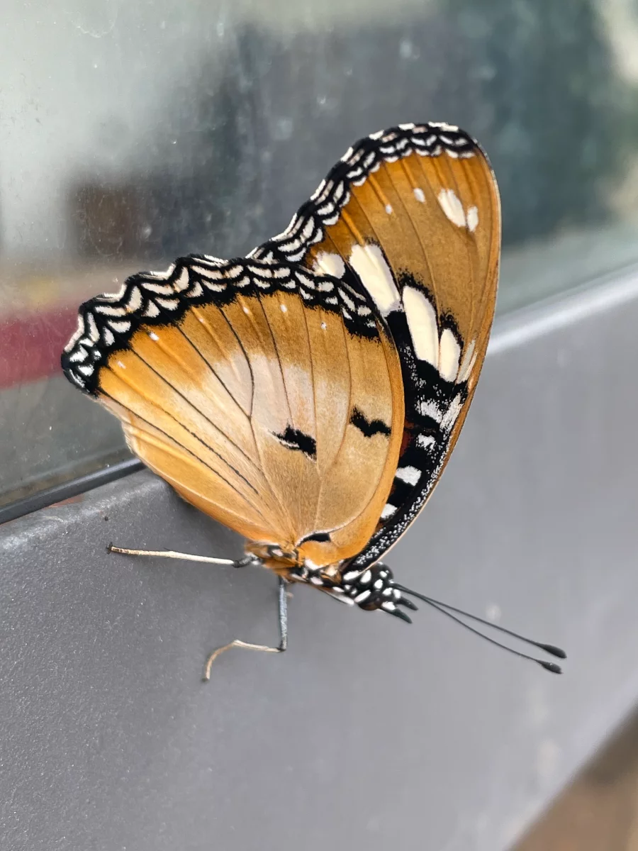 Papillon diurne, Sénégal