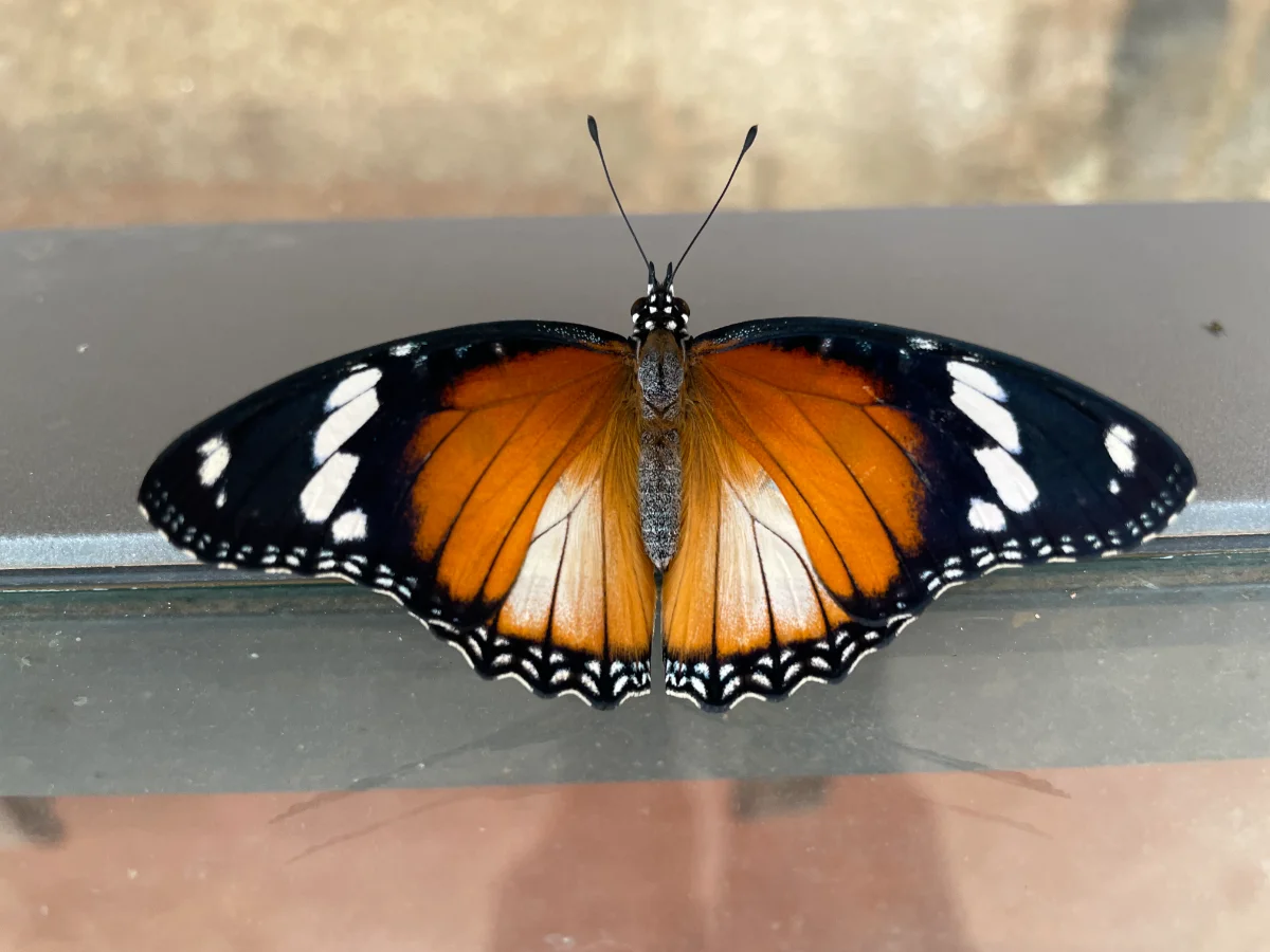 Papillon diurne, Sénégal