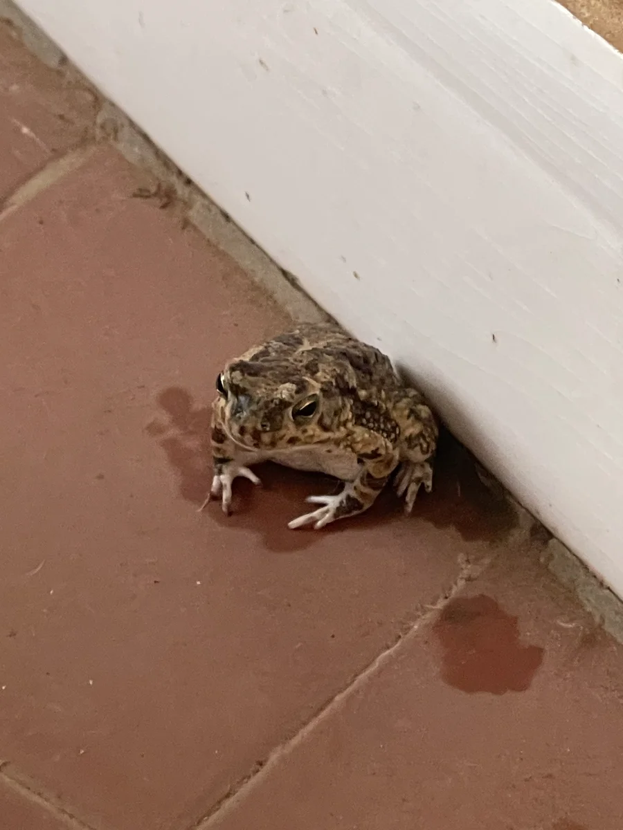 Petit crapaud, Sénégal