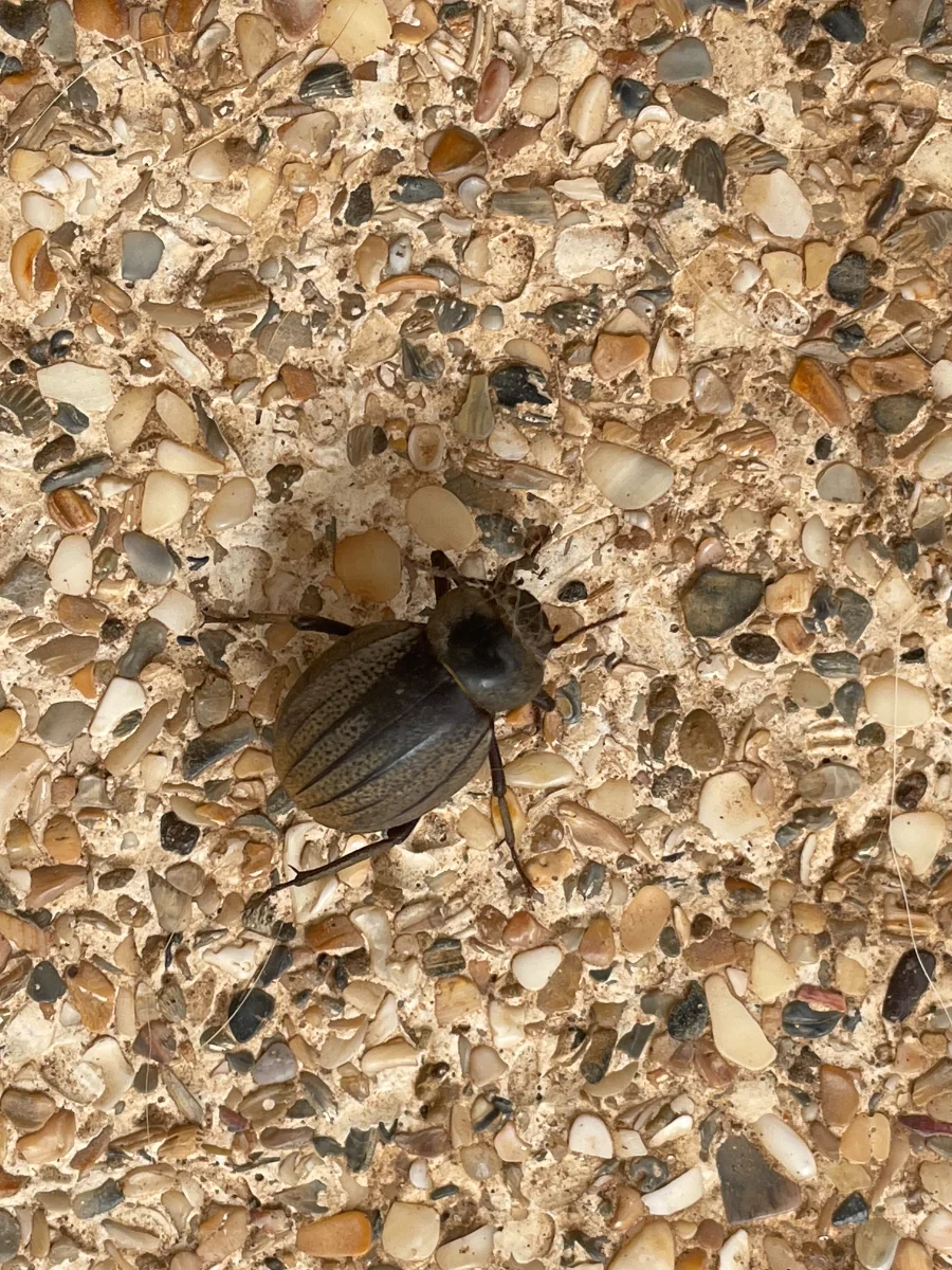 Pimelia Senegalensis