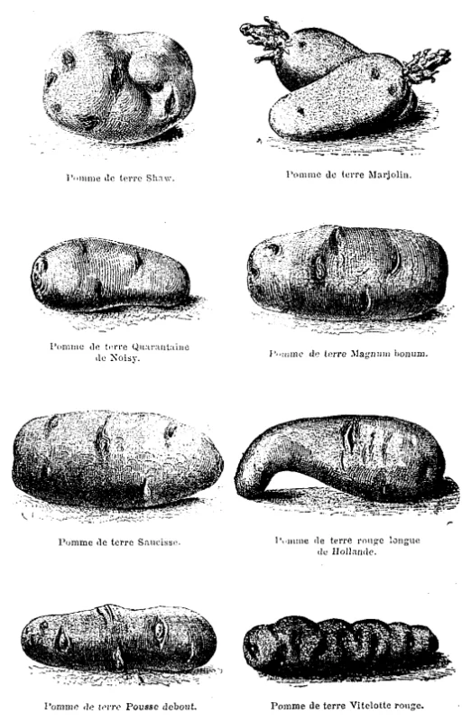 Planche ancienne pommes de terre