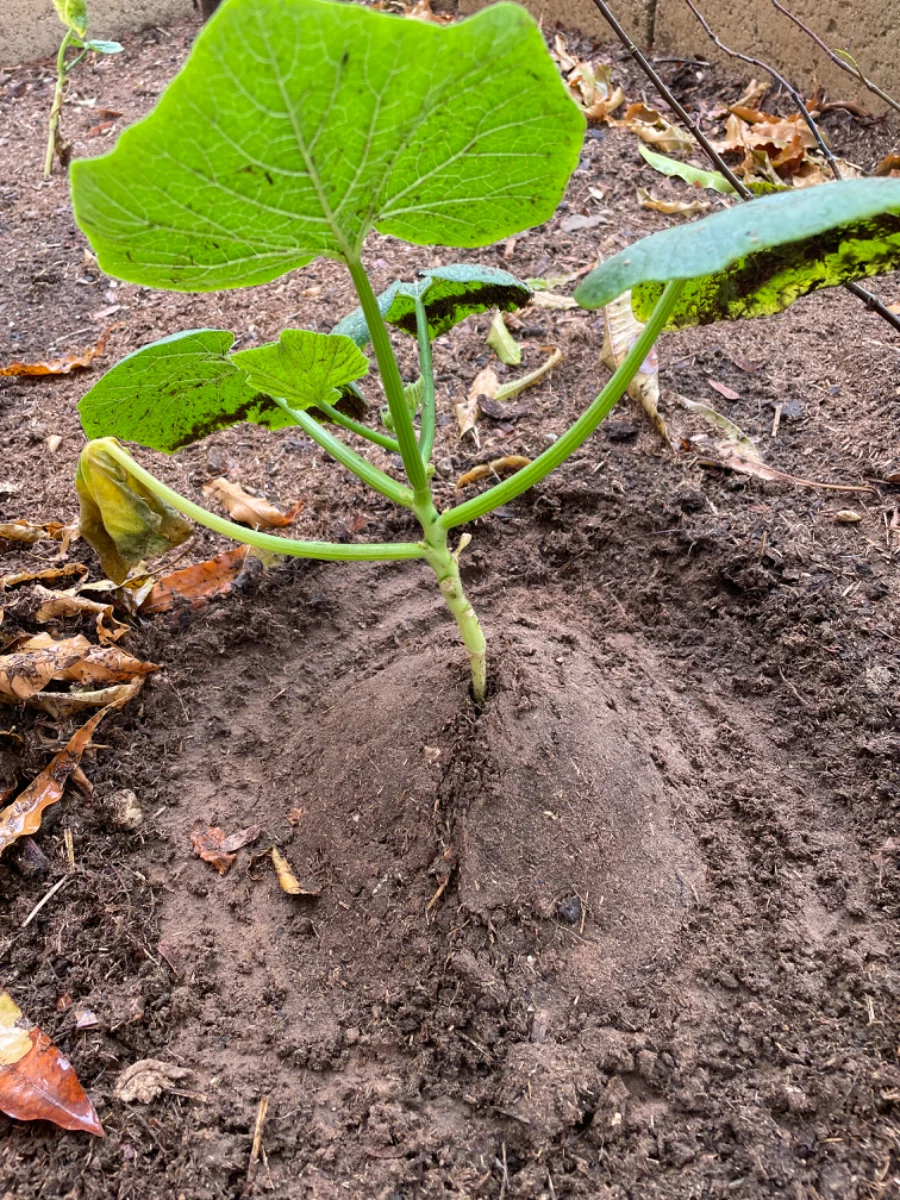 Plant de courge butté après grosse pluie
