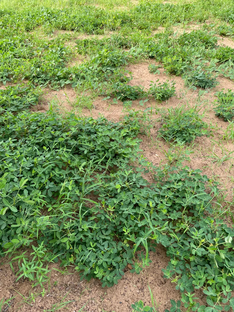 Plants d'arachide à côté d'un tamarinier