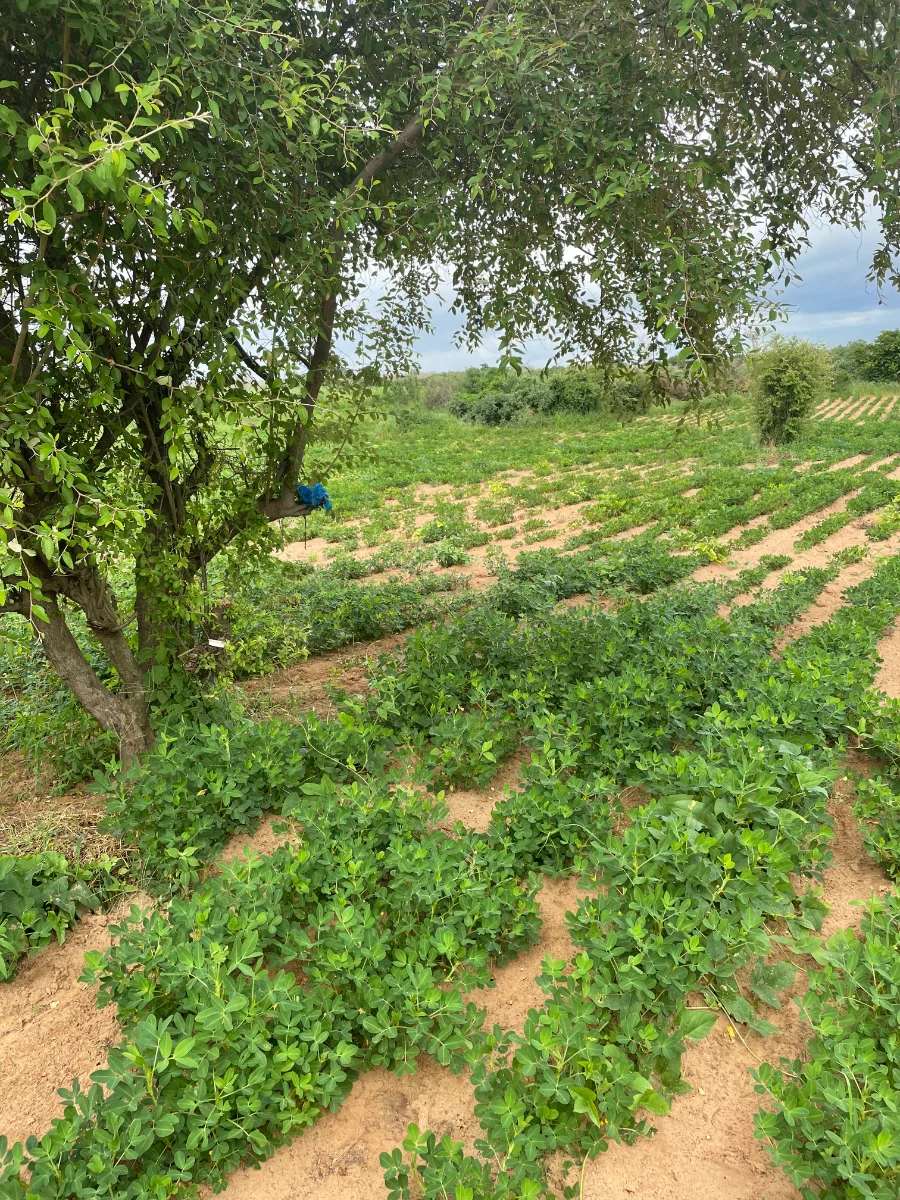 Plants d'arachide sous un jujubier