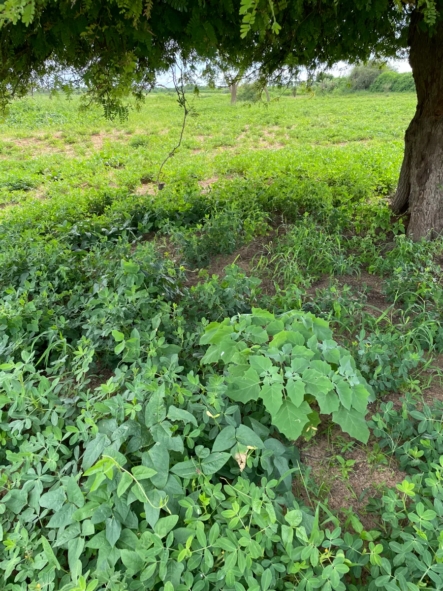 Plants d'arachide sous un tamarinier