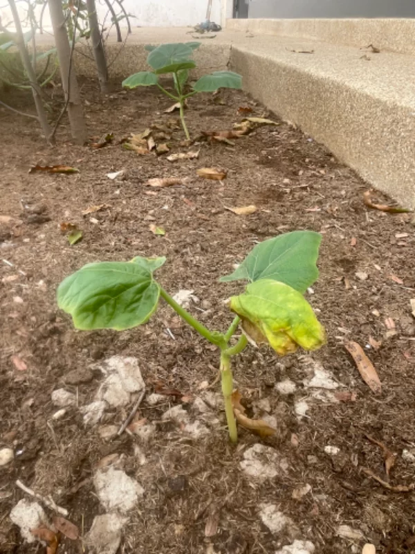 Plants de citrouille semés fin avril