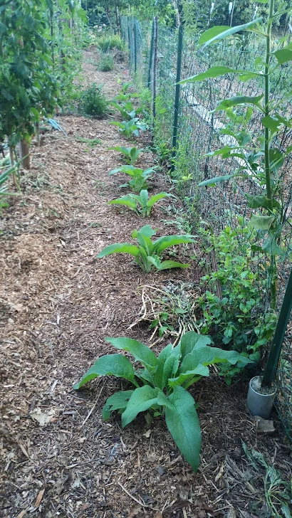 Plants de consoude bocking 14