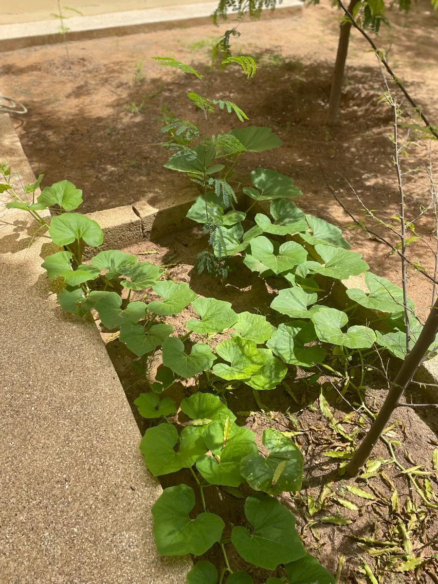 Plants de courges à 100 jours (butternut)