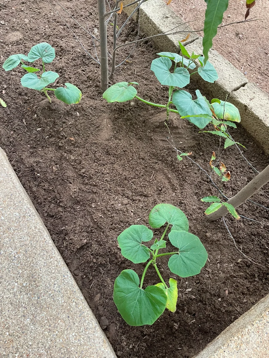 Plants de courges doubeurre après la pluie